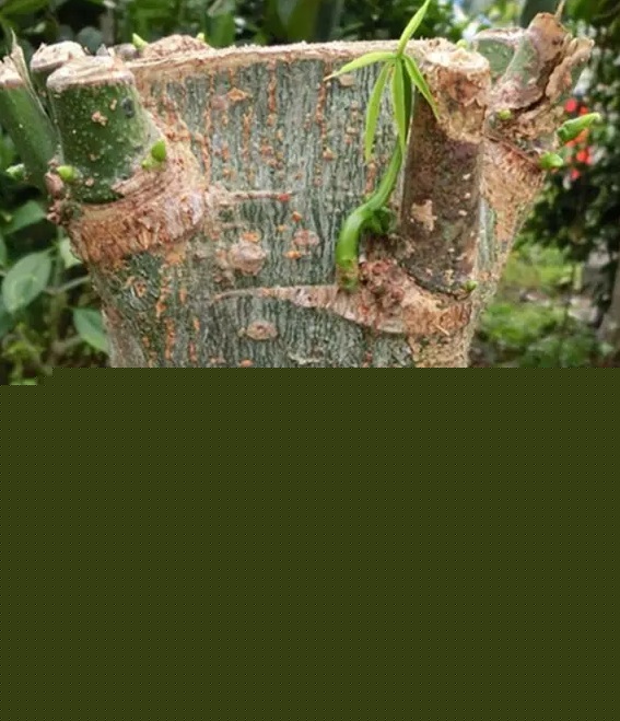 发财树