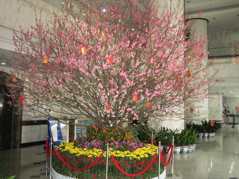 大门装饰植物