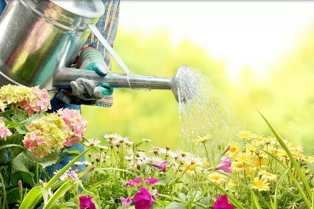 植物花卉浇水