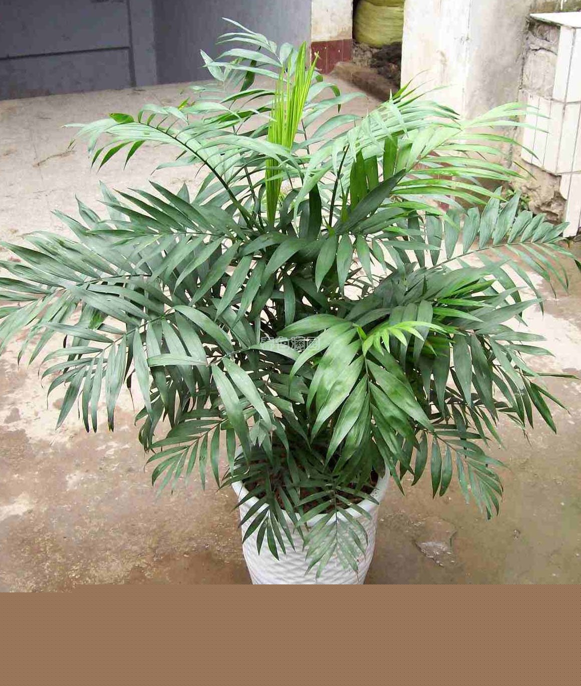 花卉植物之小椰子树
