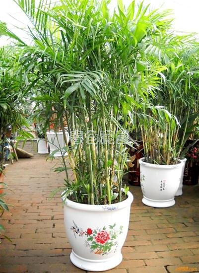重庆花卉植物
