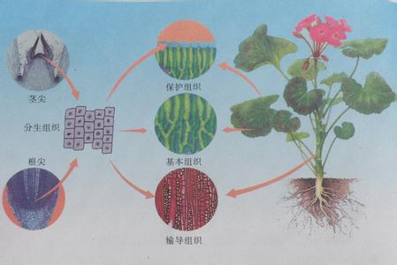 植物细胞分化过程